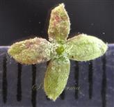  Calyx (Lower view)